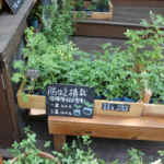 デング熱には気をつけよう